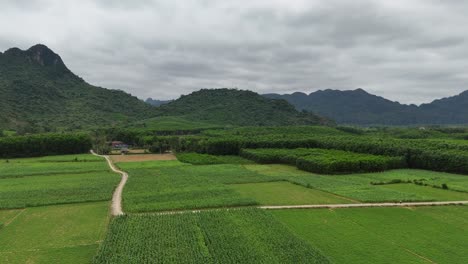 Aerial-Drone-Shot-of-Trees-Near-Mountain-Ranges-In-Vietnam