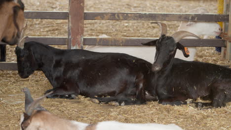 two black bengal goats lying on floor in farm outdoor enclosure