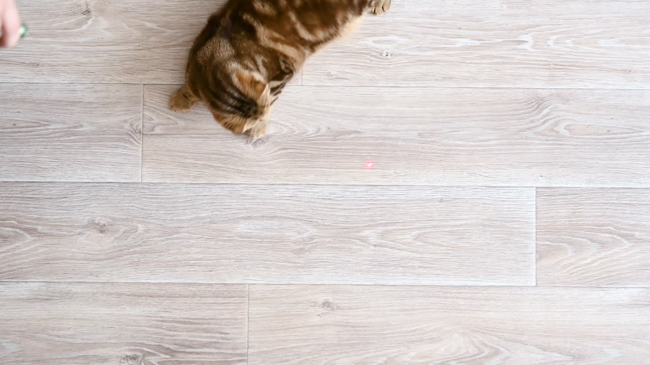 Red cat plays with a laser pointer on a wooden floor.