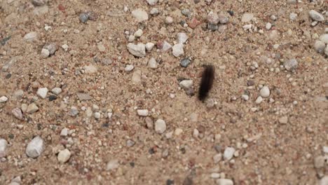 hairy caterpillar crawls on the gravel