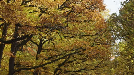 a view of the wide treetops covered with colorful autumn leaves