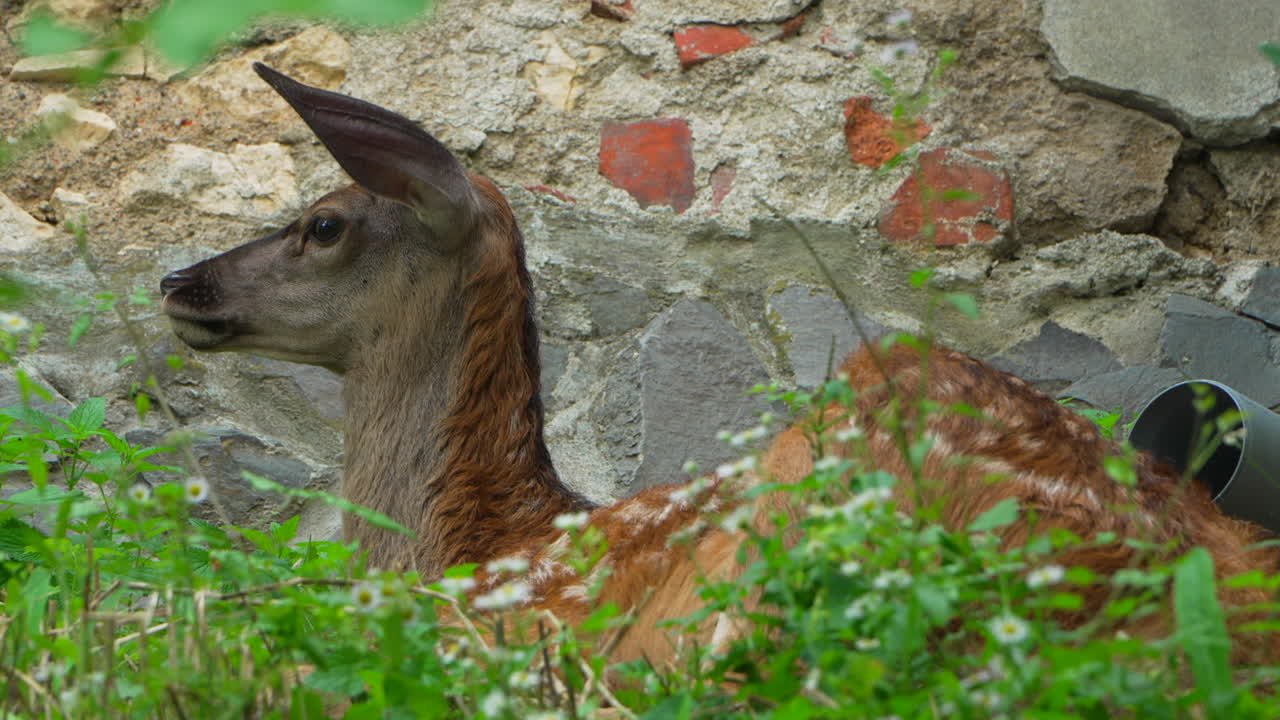 Female fallow deer resting on the ground. Slow motion close up