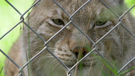 eurasian lynx in captivity - extreme close up