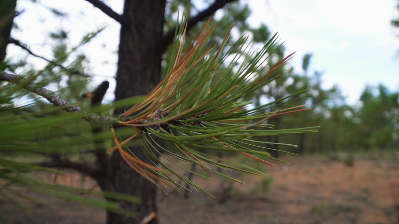 Evergreen leaves move slowly as the calm wind breezes through the forest