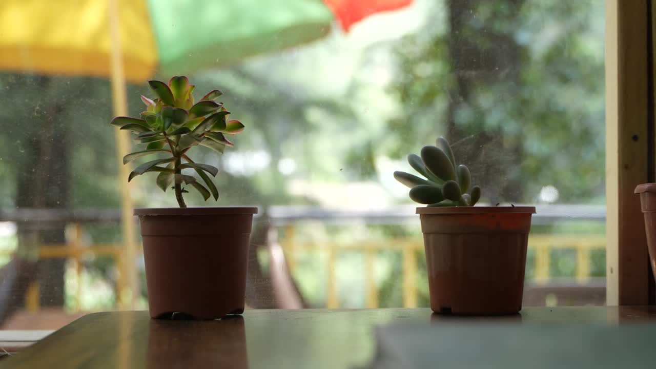 There are two trees inside the house.