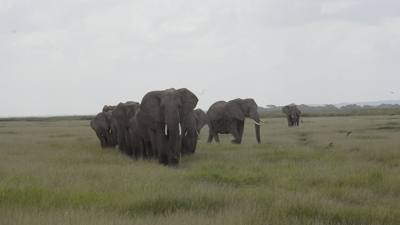 A herd of elephants walking on an African savannah grassland. They form a line along a path across the grassland with a huge tusker leading the way.