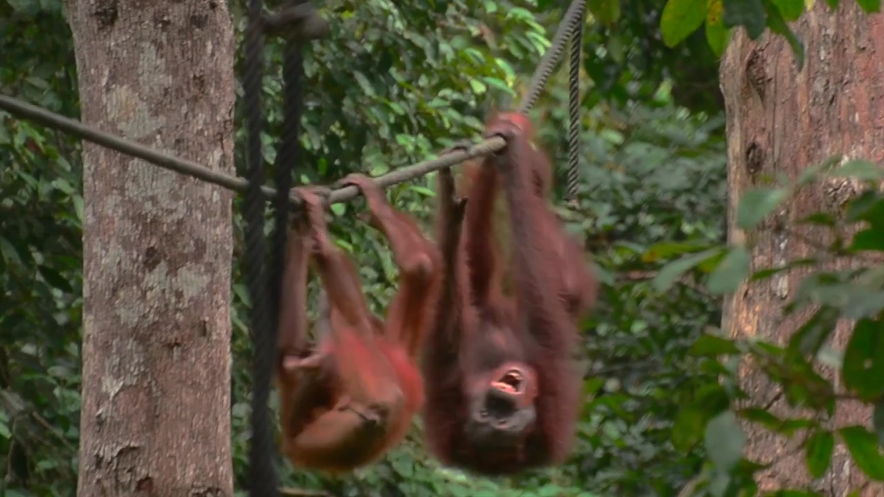 Filmato ravvicinato di un orangutan che si dondola tra gli alberi a Sepilok nel Borneo.