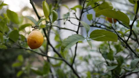 Ripe lemon and green leaves swaying gently on a backyard tree, ideal for fresh food and farm-to-table content
