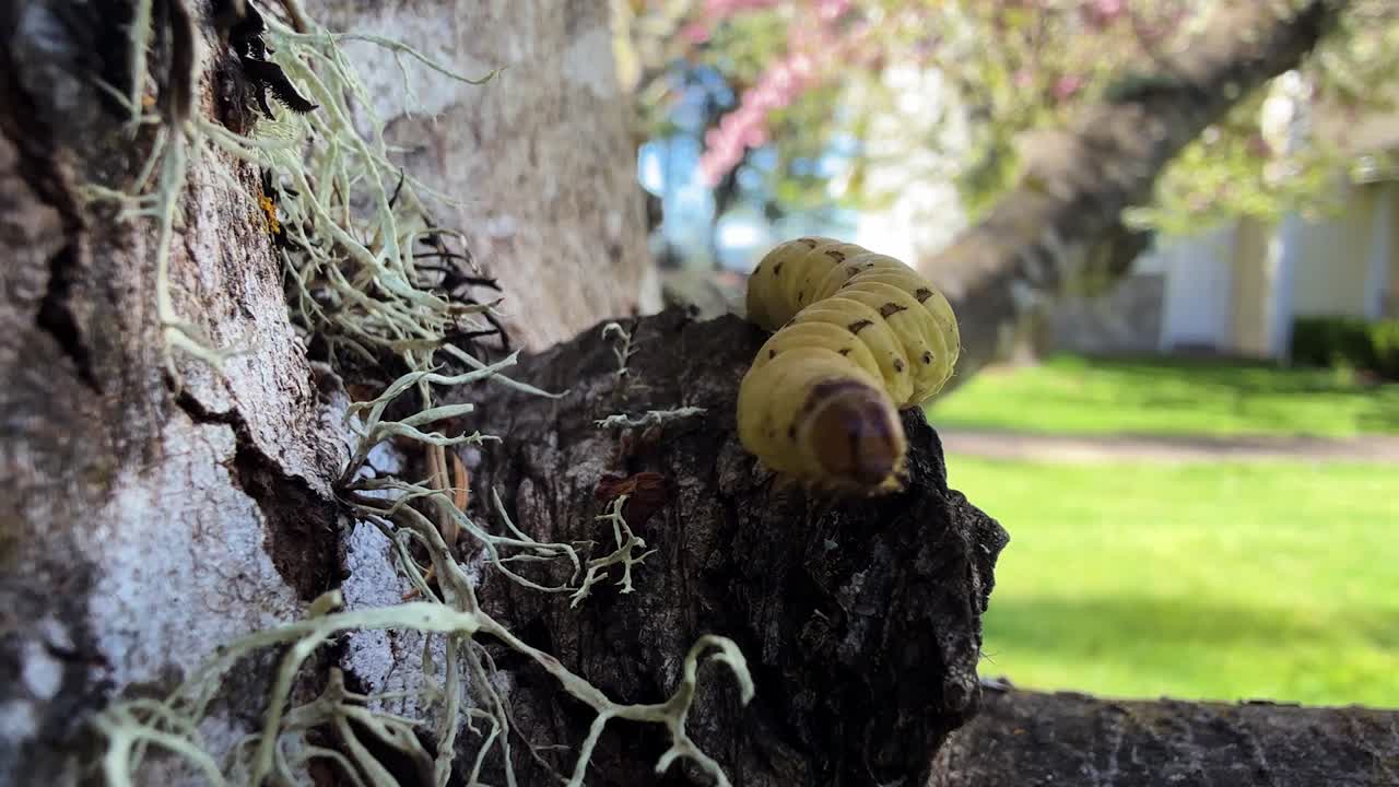 Large Yellow Underwing on a tree