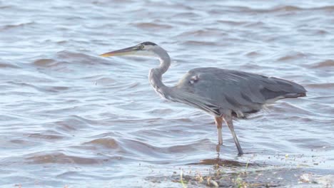 great blue heron standing on windy beach shore in slow motion