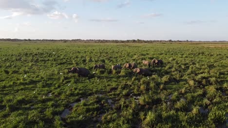 Drohnenaufnahmen:-Elefanten-Im-Amboseli-Mangrovenpark,-Afrika