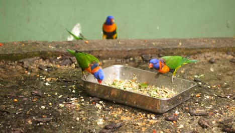 lorikeets arco iris comiendo