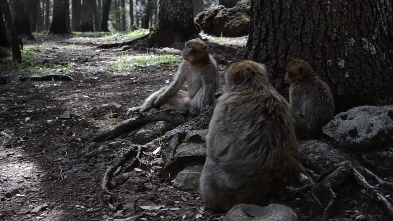 hermosos monos peleando por territorio en un bosque de marruecos