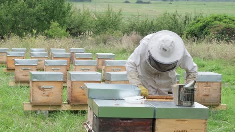 honey harvest. beekeeper gently removes bees from the frame