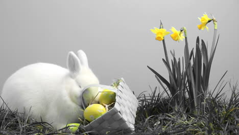conejo blanco olfateando alrededor de la hierba con narcisos amarillos y una canasta de huevos de pascua