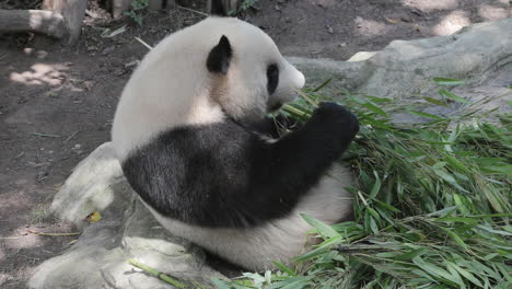 a close up of a panda eating