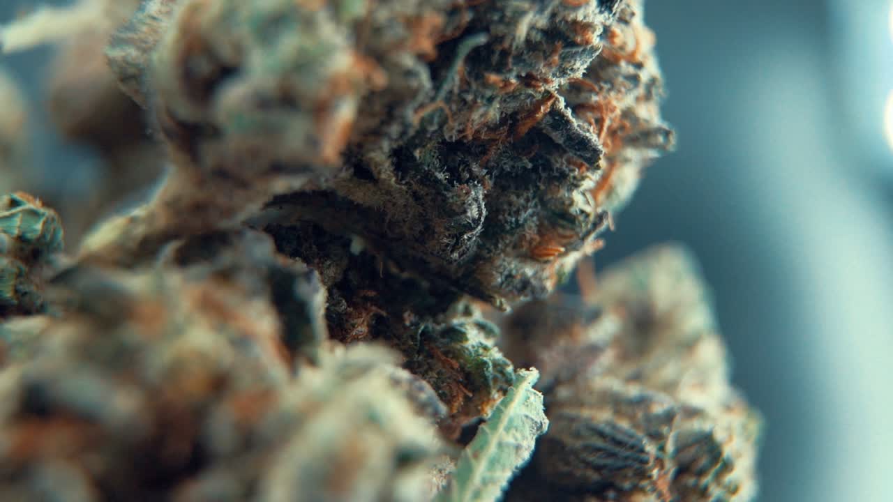 A macro cinematic detailed shot of a cannabis plant, hybrid orange strains, sativa ,marijuana flower, on a 360 rotating stand, Full HD, super slow motion, 120 fps, studio lighting