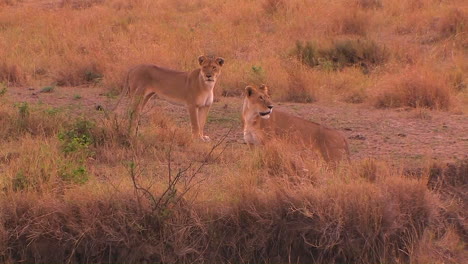 A-lioness-walks-to-the-right-and-looks-around-with-another-lioness-in-a-grassy-field