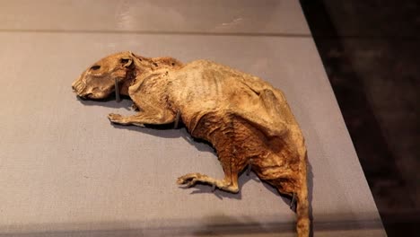 mummified rat on display at christ church crypt