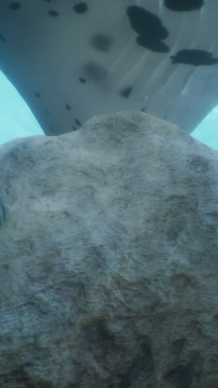 la raya manta nadando en el océano