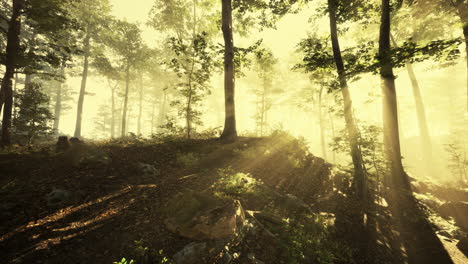 Panoramic-view-of-the-majestic-forest-in-a-morning-fog