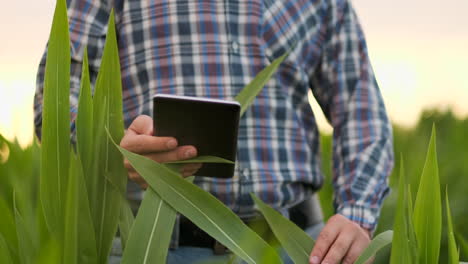 farmer using digital tablet computer in corn field modern technology application in agricultural growing activity at sunset