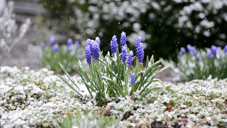 light snow falling over a grape hyacinth flower plant in a beautiful, colorful garden