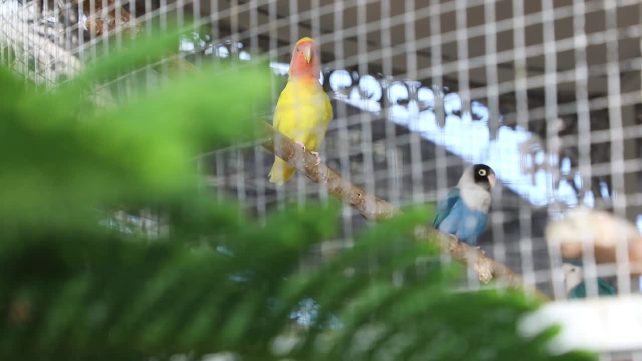 Colorful and vibrant yellow parrot behind a fence, sitting on a branch in a cage.