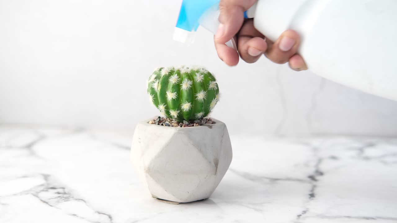 regando una pequeña planta de cactus