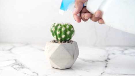 watering a small cactus plant