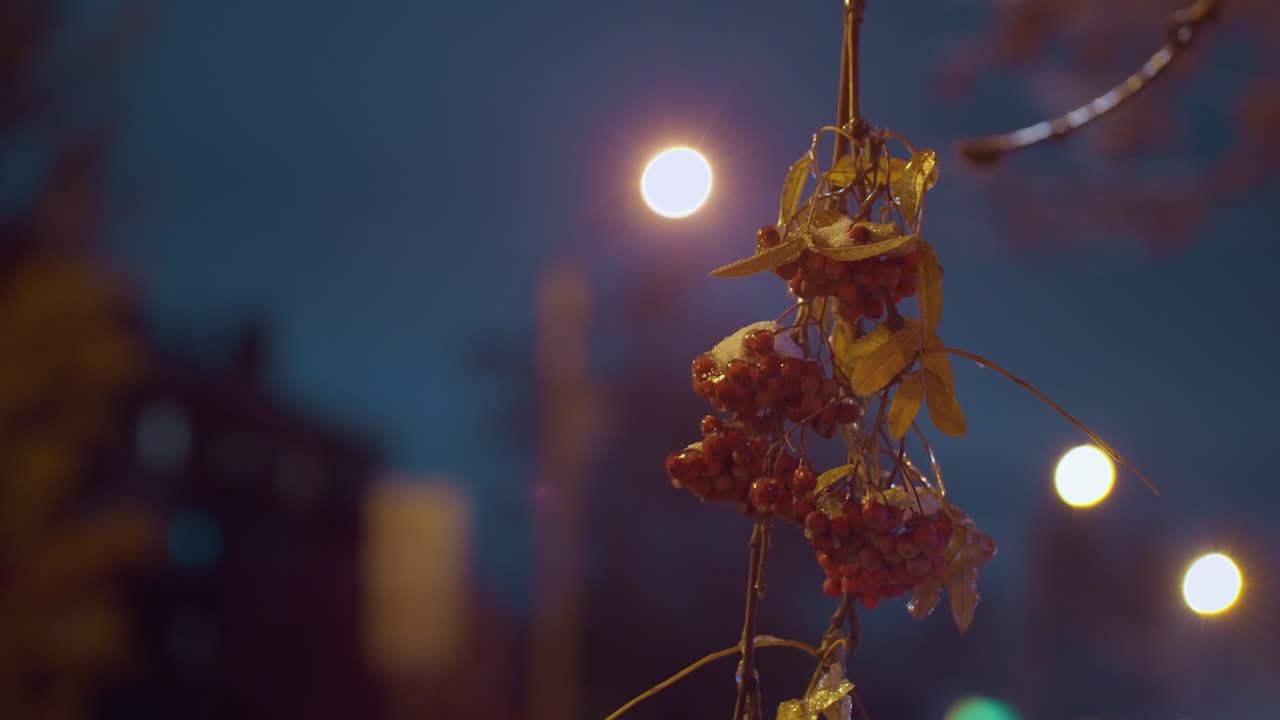 은 빛으로 조명된 밝은 은 열매의 어리와 함께 나무 가지의 클로즈업, 가을 잎과 밤에 거리 조명과 주거 건물을 특징으로하는 흐릿한 배경