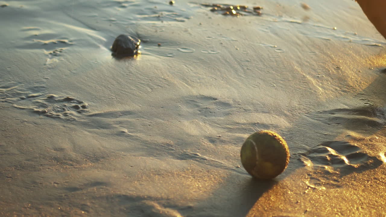 pelota de tenis en una playa de arena, el perro viene a jugar con ella