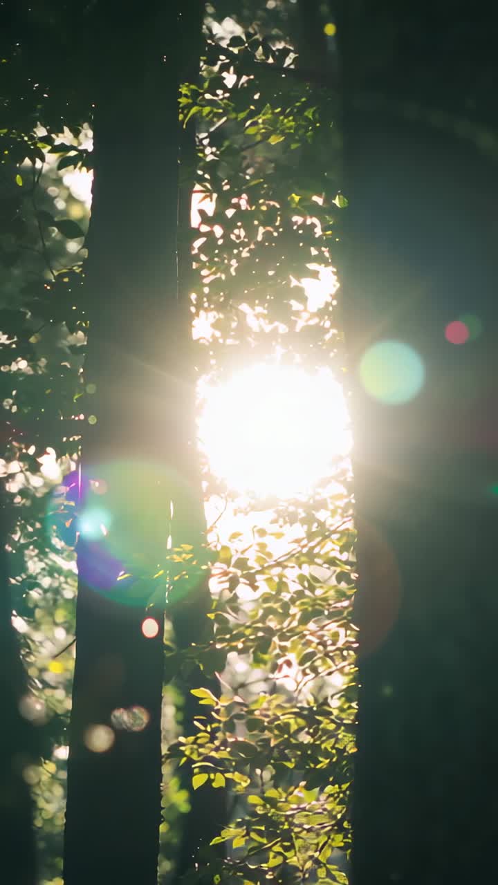 Vertical video: Flaring sun sending drifting lens flare orbs in forest between two tree trunks