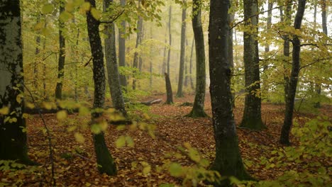 scenic forest with colorful foliage and leaf-covered ground in autumn.