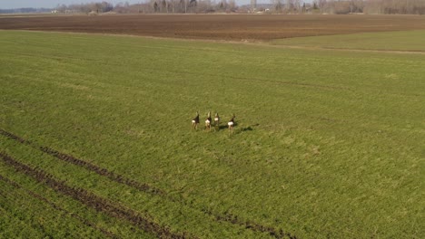 Roe-deer-walking-on-green-agricultural-field