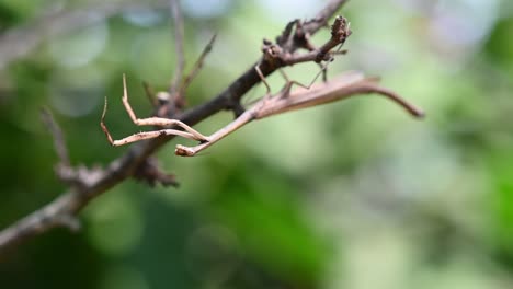 Heterochaetula-Straminea,-Mantis,-Imágenes-De-4k