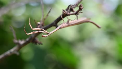 heterochaetula straminea, mantis, imágenes de 4k