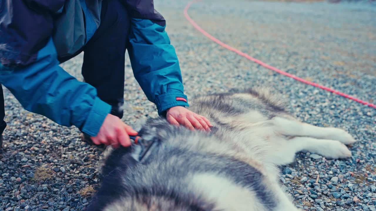Person In Blue Jacket Brushing Thick Fur Of Alaskan Malamute Dog Lying On Gravel Surface. Shedding Season. closeup shot