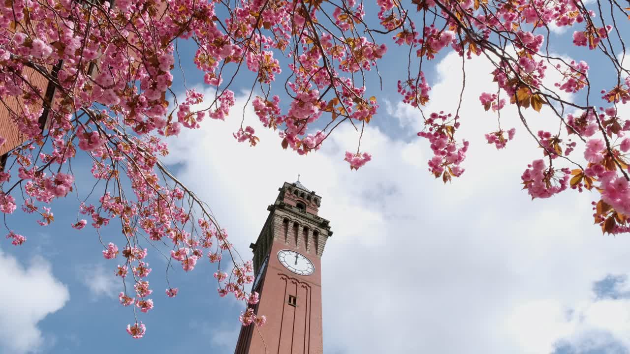 Spring blossom flowering at the famous University of Birmingham, West Midlands, UK.  The clock tower has the name of Old Joe and is the tallest free standing clock tower in the UK.