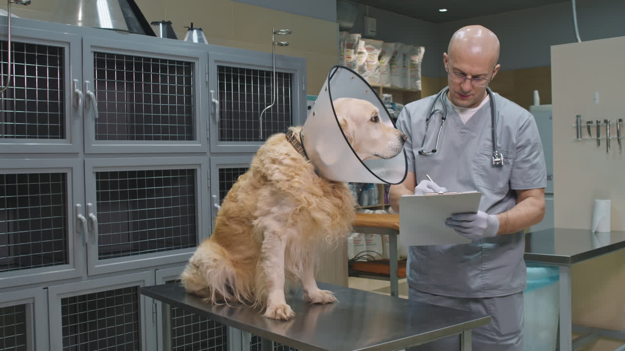 Veterinarian Examining Dog In E-Collar