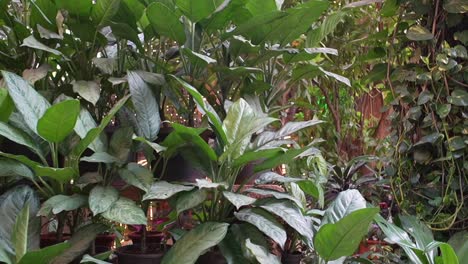 plantas de vegetación frente al restaurante vista de cerca