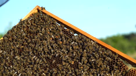 Frames of a bee hive. Beekeeper harvesting honey. Working bees on honey cells. Apiary concept.