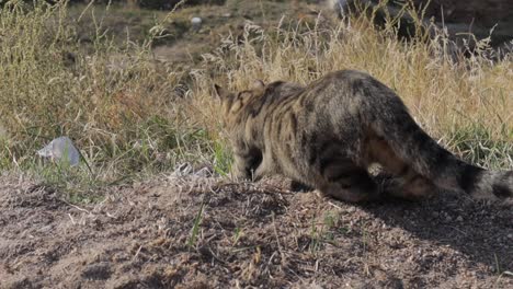 gato de vista trasera caminando en un campo