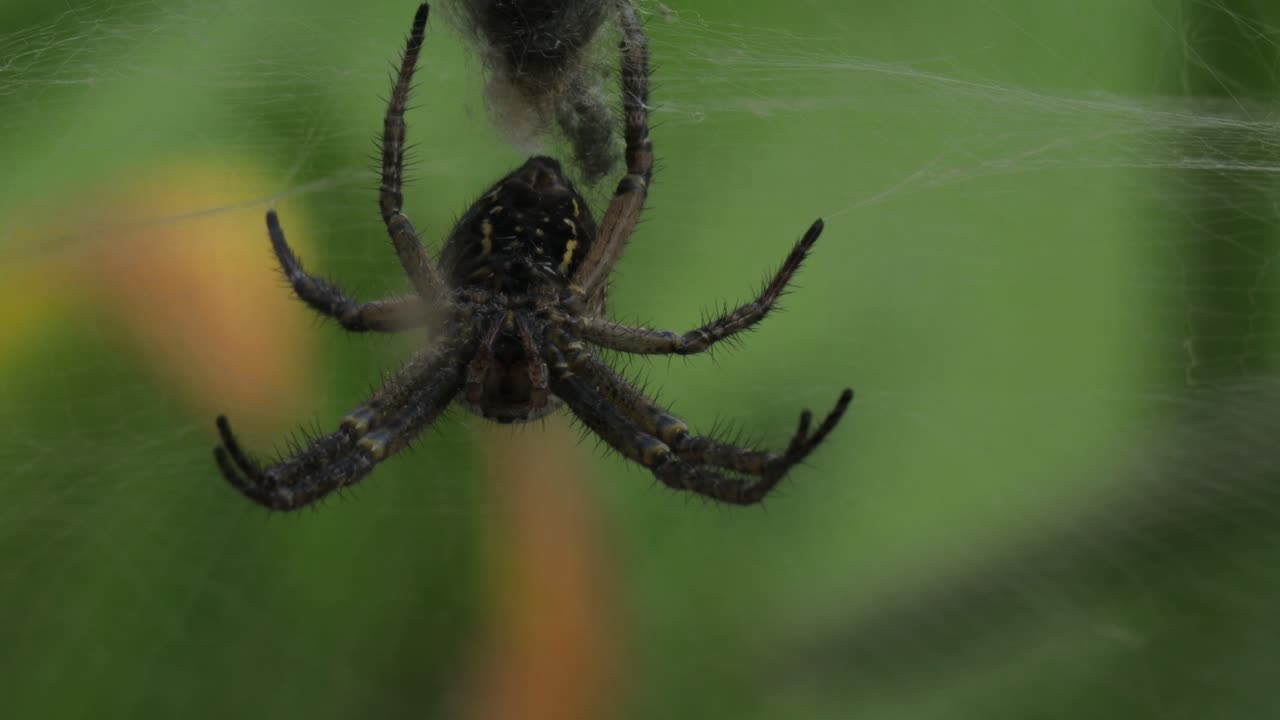 Hanging from threads of it&rsquo;s web, Phryganoporus candidus black spider