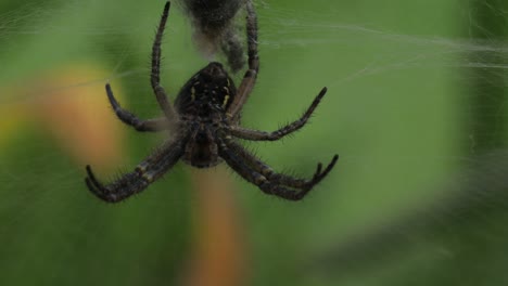 Hanging-from-threads-of-it’s-web,-Phryganoporus-candidus-black-spider