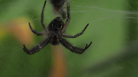 Colgando-De-Hilos-De-Su-Red,-Phryganoporus-Candidus-Araña-Negra