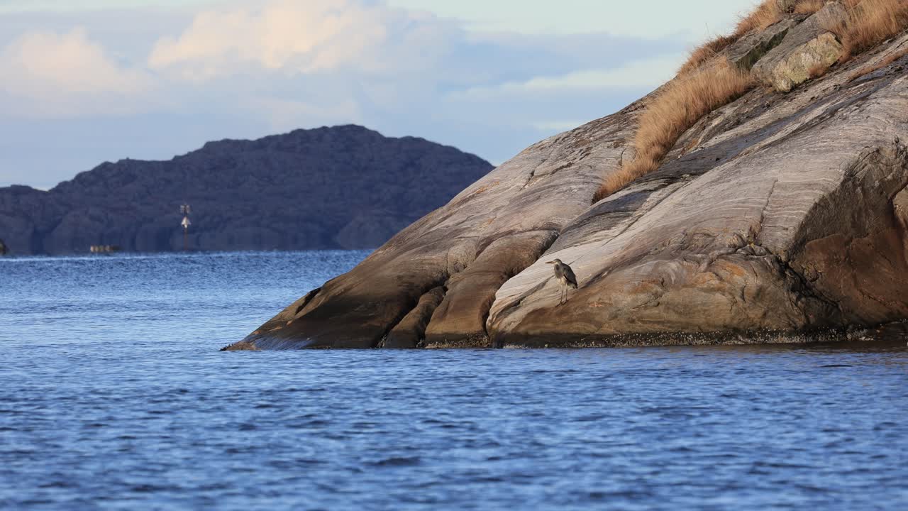 Dolly-skud af en gråhejre, der hviler på en klippe