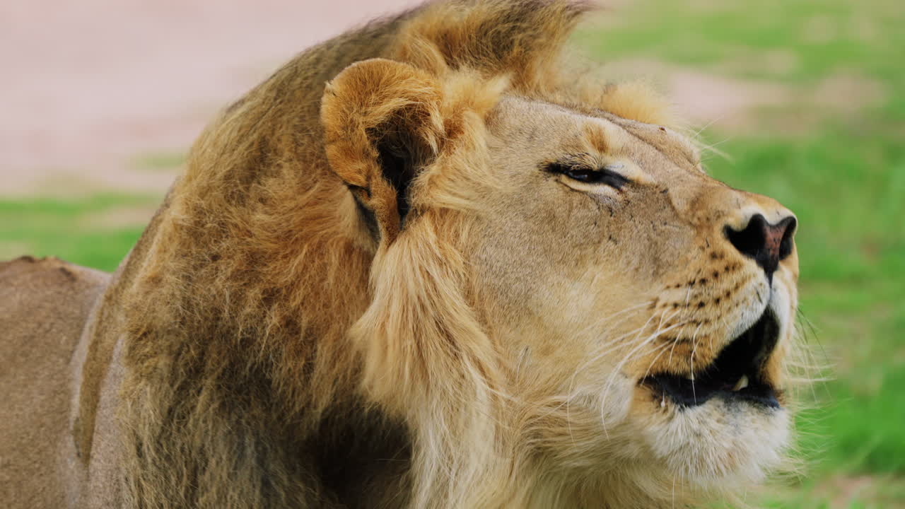 Male Lion With Full Mane Roaring In The Grassy Field Of Central Kalahari Game Reserve, Botswana, Southern Africa. Close-up