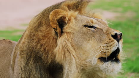 male lion with full mane roaring in the grassy field of central kalahari game reserve, botswana, southern africa. close-up