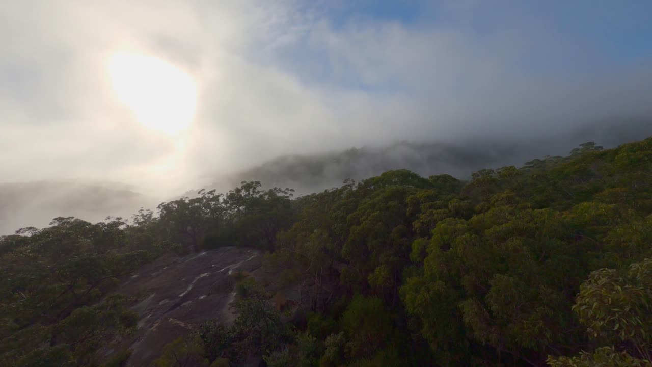 Misty Forest - Early Morning Fly Through